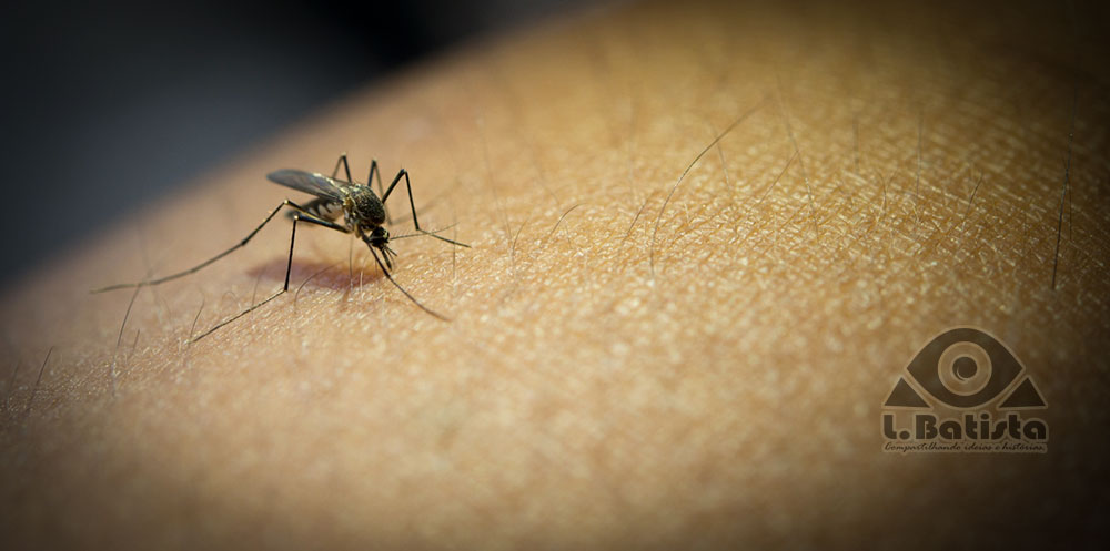 Imagem de um mosquito da dengue picando uma pessoa